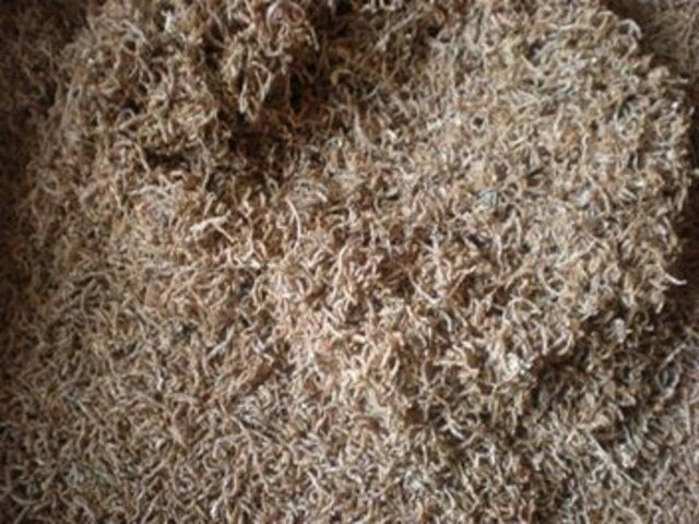 MPS Freeze Dried Bloodworms 250ml - Image 2